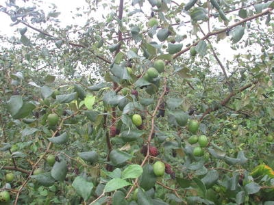 Người trồng táo Nghĩa Đàn trắng tay vì thời tiết