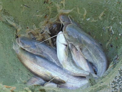 Nuôi cá leo trong ao đất cao gấp 2 lần so với nuôi lồng bè