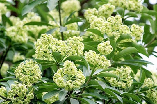 Ngửi mùi hoa sữa ảnh hưởng đến sức khỏe như thế nào?