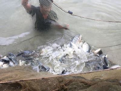 Nuôi cá rô phi VietGAP đạt hơn 15 tấn/ha