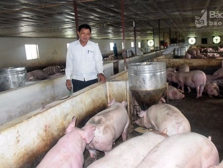 Cả tỉnh Nghệ An chỉ có 7 chuỗi liên kết chăn nuôi