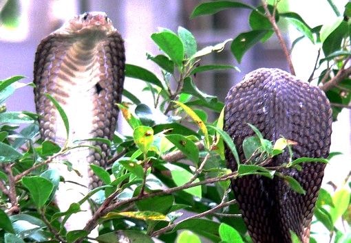 Trại rắn độc nhất Việt Nam, thu hút 200.000 lượt khách du lịch mỗi năm