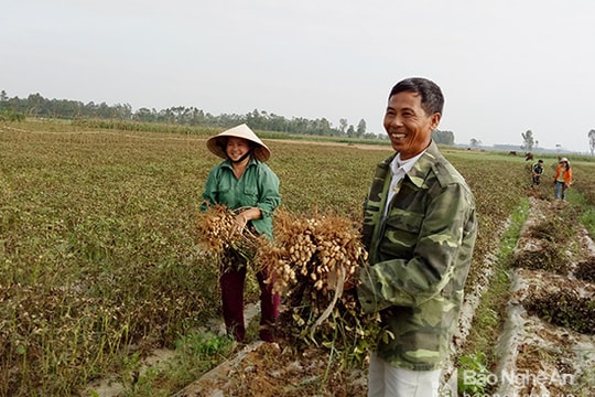 Hàn Quốc hỗ trợ nông dân Nam Đàn trồng lạc thu đông