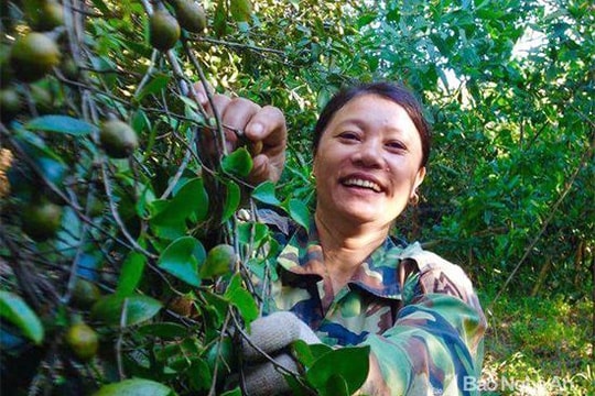 Mùa thu hoạch sở ở Quỳnh Lưu