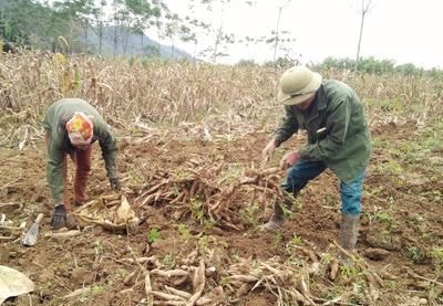 Mỗi hécta trồng sắn cho thu nhập cao nhất chỉ 25 triệu đồng