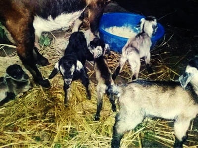 Dê sinh 5 hiếm gặp, người dân đổ xô cọc tiền mua dê con làm giống