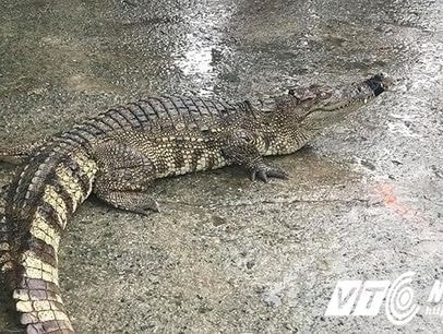 Kinh hãi cảnh cá sấu được đem rao bán giữa đường ở Việt Nam