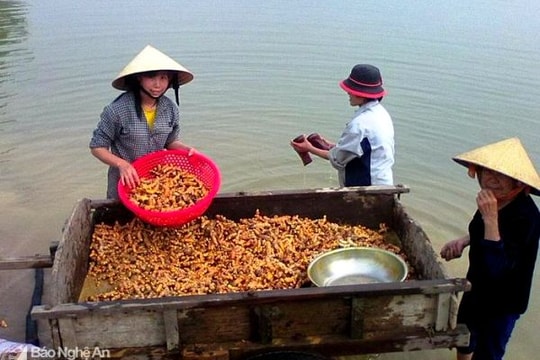 Một xã ở Nghệ An 'kiếm' hơn 30 tỷ đồng từ củ nghệ