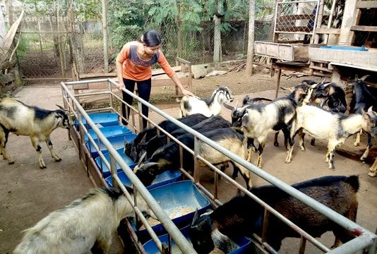 Nuôi dê hàng hóa ở Nghệ An - Kẻ khóc, người cười