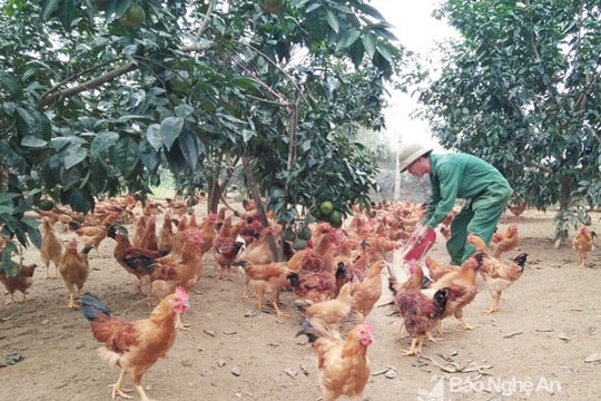 Nông dân Anh Sơn tăng đàn gà thịt phục vụ thị trường tết