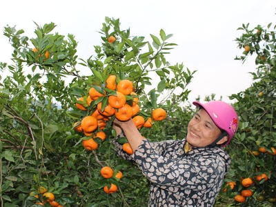 Mùa quýt đỏ trĩu cành ở Anh Sơn