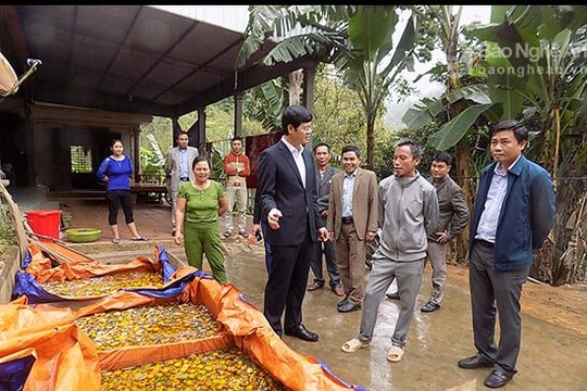 Hồng cậy cho thu nhập 1 tỷ đồng ở Quỳ Hợp