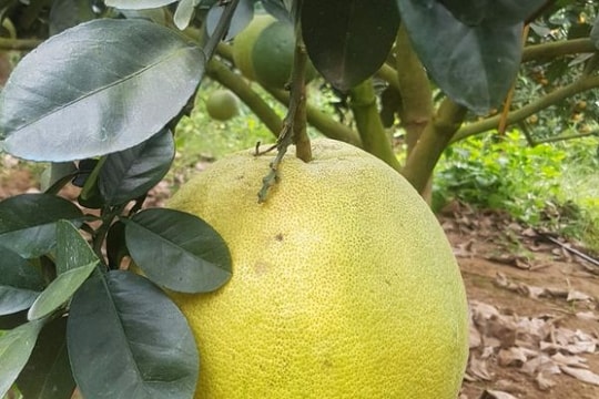 Chăm 1.000 gốc bưởi suốt 5 năm, lão nông đón Tết 3 tỷ