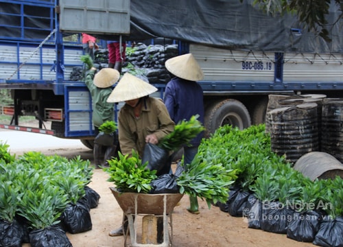 Nghệ An trồng mới trên 17.646 ha rừng