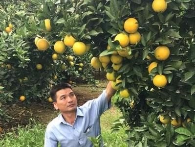 Cây cam hơn 1000 quả duy nhất ở Nghệ An