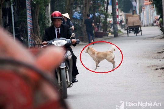 Chó thả rông 'chạy khắp' thành Vinh