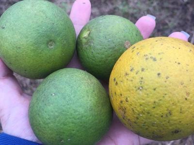 Cam Nghĩa Đàn bán giá 3000 đồng không ai mua