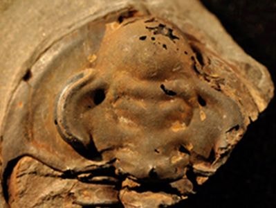 Khai quật hóa thạch sinh vật biển 530 triệu năm vẫn còn mắt