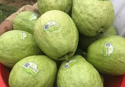 Nghệ An: Lần đầu tiên dán tem truy xuất nguồn gốc cho 'ổi lê'