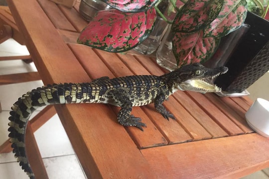 Lạ lùng mốt nuôi cá sấu làm thú cưng
