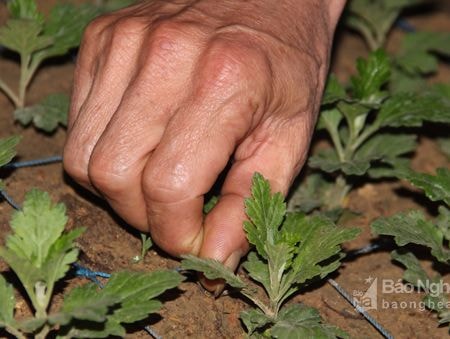 Nông dân Nghệ An tích cực chăm sóc hoa Tết