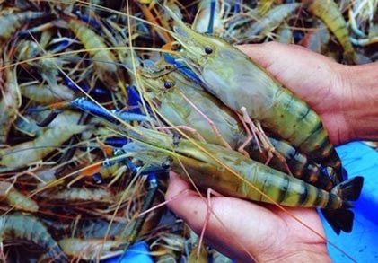 Thanh Chương: Nuôi thành công tôm càng xanh trên ruộng lúa