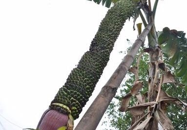 Cây chuối trăm nải gây hiếu kỳ ở Nghệ An