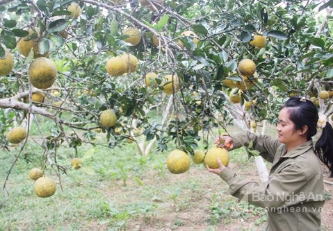 Bưởi Diễn bén duyên đất Đô Lương