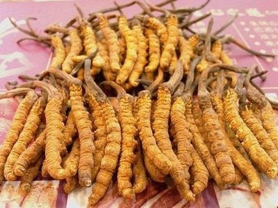 Sâu cỏ Tây Tạng 2,2 tỷ/kg, món quà Tết đắt ngang căn hộ