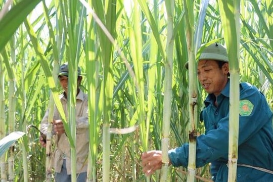 UBND tỉnh quy hoạch 645 ha trồng mía ở Anh Sơn cho nhà máy đường Sông Con