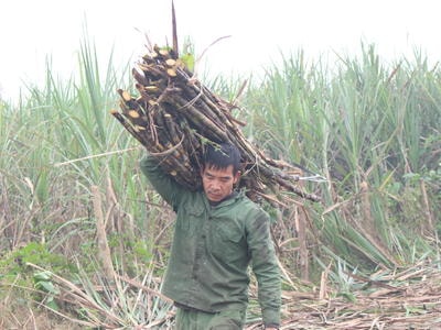 Nông dân Nghệ An vào mùa thu hoạch mía