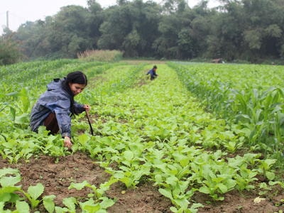 Trồng rau cải xen ngô thu nhập trên 100 triệu đồng/ha