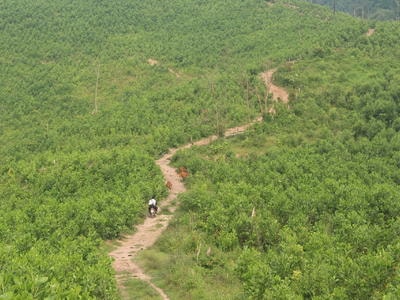 Bất cập và sai phạm trong giao đất, giao rừng ở Nghệ An