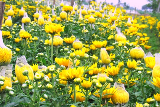 Diễn Châu trồng 10ha hoa phục vụ Tết Nguyên đán