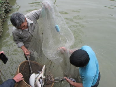 Thu nhập trên 70 triệu đồng sau 7 tháng nuôi cá leo trong ao đất