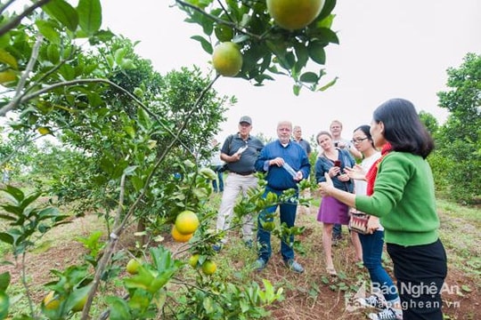 Nghệ An lần đầu tiên tổ chức Hội chợ cam Vinh