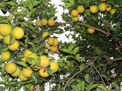 Quỳ Hợp: Doanh thu 'cam Vinh' đạt 475 tỷ đồng