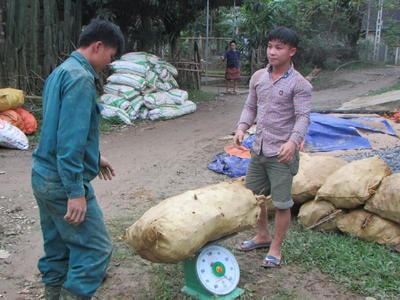 Tư thương 'tranh mua' sắn nguyên liệu của nhà máy sắn ở Con Cuông
