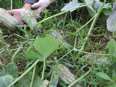 'Bí đỏ đồng tiền vàng' cho thu nhập 100 triệu/ha