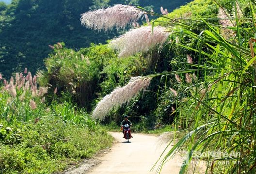 Thơ mông cung đường hoa lau ở miền Tây xứ Nghệ