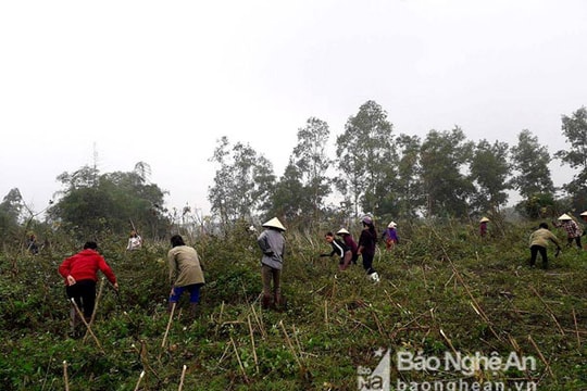 Người dân chung tay thu hoạch sắn giúp đỡ gia đình hoạn nạn