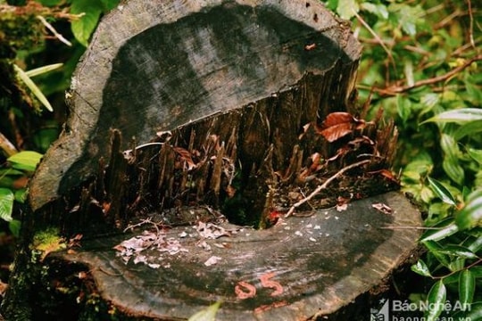 Nóng: Nghệ An khởi tố, bắt tạm giam 2 trạm trưởng bảo vệ rừng