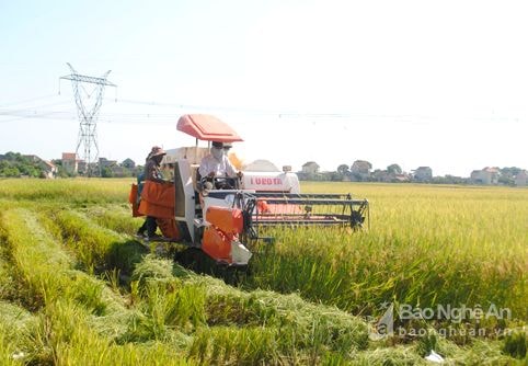 Chậm cấp bìa đỏ đất nông nghiệp sau dồn điền đổi thửa