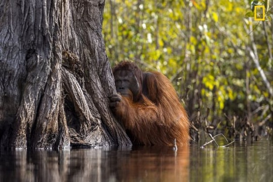 Hấp dẫn cảnh Đười ươi e ấp sau thân cây