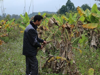 Sự bất hợp lý dẫn đến thất bại các mô hình kinh tế giảm nghèo