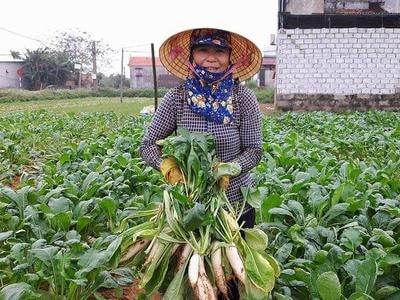 Nông dân Quỳnh Lưu vào vụ thu hoạch 'nhân sâm trắng'