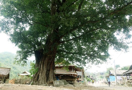 Cây đa cổ thụ tiền tỉ dân bản nhất quyết không bán