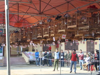 Phố núi lần đầu tiên tổ chức hội thi tiếng hót chim chào mào