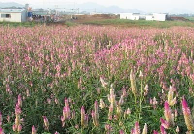 Nghệ An: Hoa mào gà đua sắc mọc giữa cánh đồng hoa hướng dương