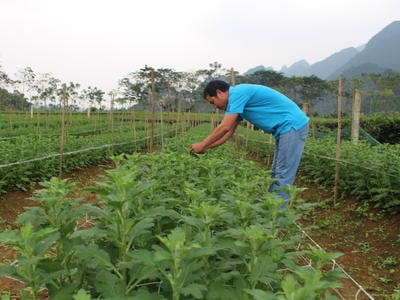 Nông dân Anh Sơn chuyển đổi đất màu để trồng hoa Tết